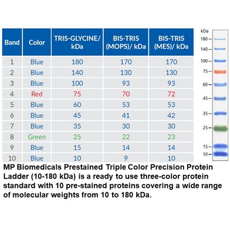 MP Biomedicals™ Triple Color Precision Protein Ladder (10